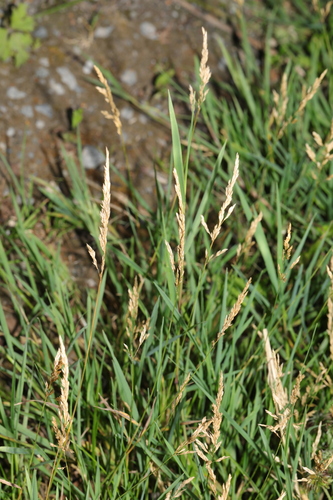 Agrostis stolonifera