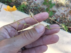 Kallstroemia peninsularis
