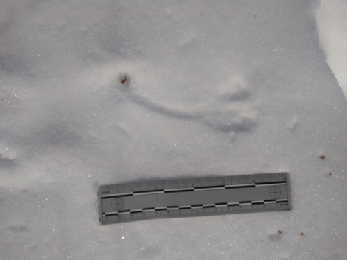 photo of North American Deer Mice (Peromyscus)