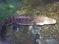 Crocodylia