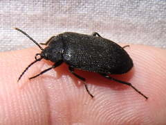 Penthe pimelia