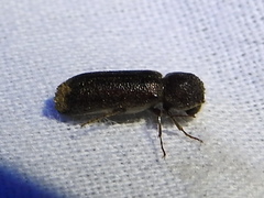 Amphicerus