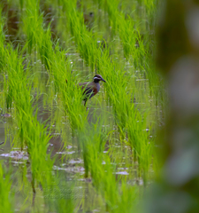 Gallirallus torquatus