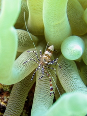 Periclimenes yucatanicus