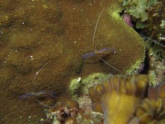 Ancylomenes pedersoni