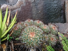 Echinofossulocactus ochoterenaus