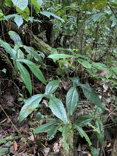 Cyrtosperma macrotum
