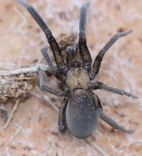 Arizona black hole spider