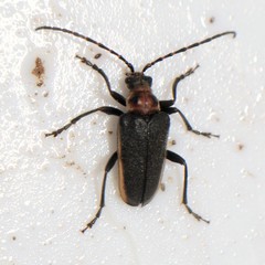 Brachysomida bivittata