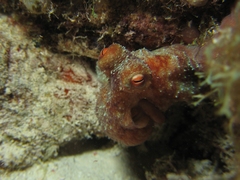 Octopus briareus