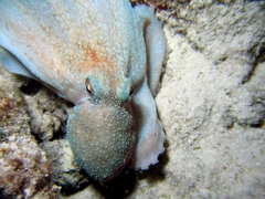 Octopus briareus