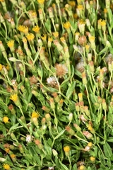 Heterotheca oregona
