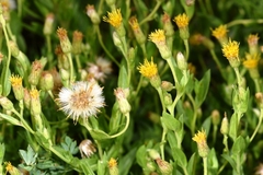 Heterotheca oregona
