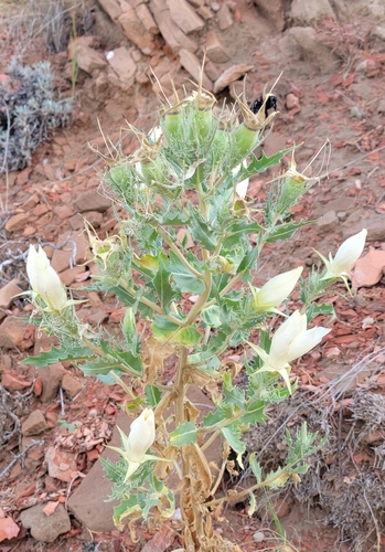 Image of Mentzelia decapetala by (c) aarongunnar, some rights reserved (CC BY)