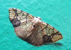 Nematocampa