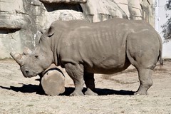 Ceratotherium simum