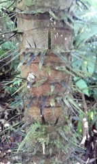 Astrocaryum mexicanum