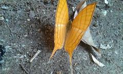 Marpesia harmonia