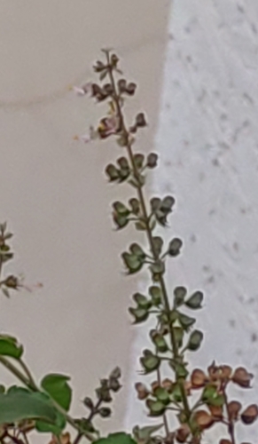 Image of Ocimum tenuiflorum by (c) Mitul and Vijul Singh, some rights reserved (CC BY)