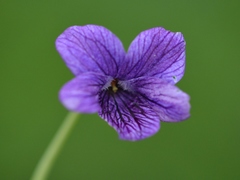 Viola langsdorffii