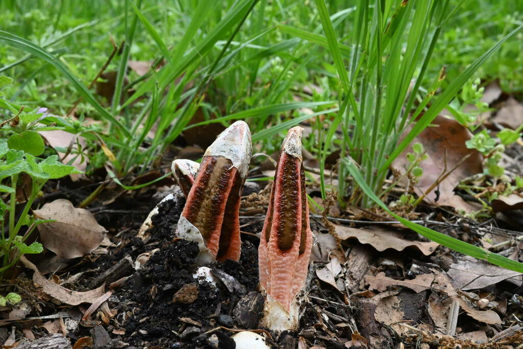 lantern stinkhorn from 日本、大阪府堺市北区 on April 29, 2023 at 11:16 AM by ...