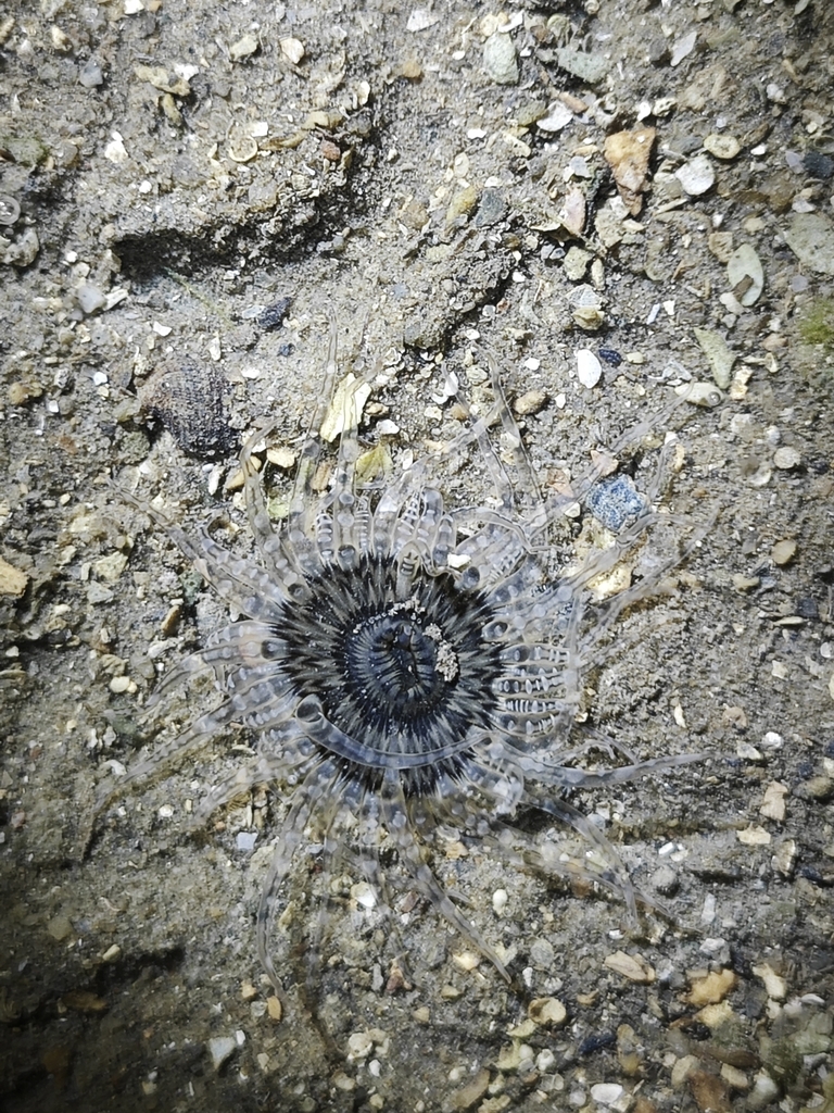 Anthopleura handi from 海南省儋州市光村镇泊爱渔家海鲜餐厅光村银滩 on August 14, 2023 at 04