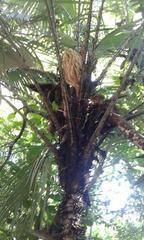 Astrocaryum mexicanum