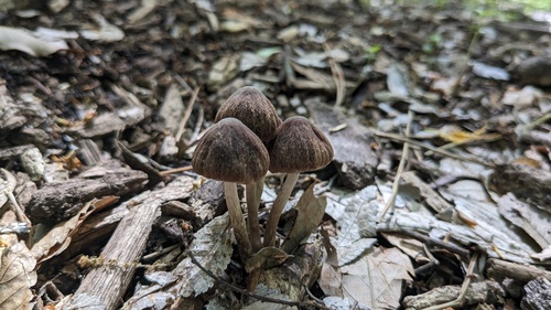 Psathyrella bipellis