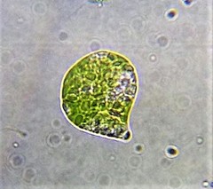 Euglena oblonga