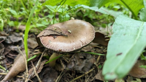 Stropharia rugosoannulata