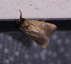 Bityla defigurata