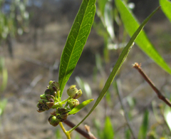 Dodonaea viscosa image