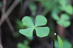 Marsilea mollis