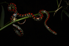 Guanabara Spotted Night Snake photo 4