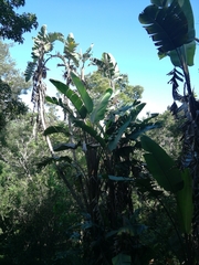 Strelitzia nicolai