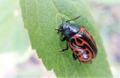 Calligrapha mexicana