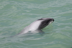 Cephalorhynchus hectori