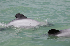 Cephalorhynchus hectori