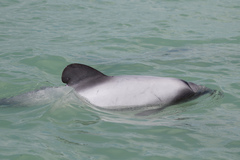 Cephalorhynchus hectori