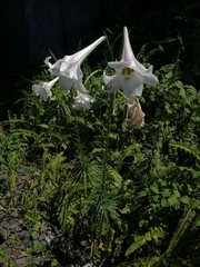Lilium formosanum