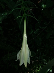 Lilium formosanum