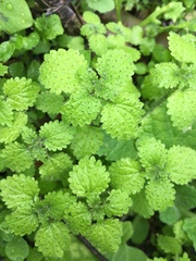 Hesperocnide tenella