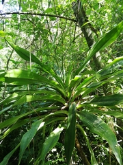 Dracaena aletriformis