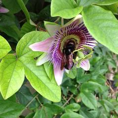 Passiflora alata × caerulea