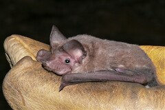 Southern Free-Tailed Bat photo 1