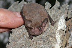 Southern Free-Tailed Bat photo 2