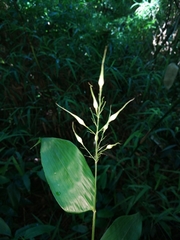 Olyra latifolia