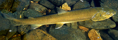 Salvelinus confluentus
