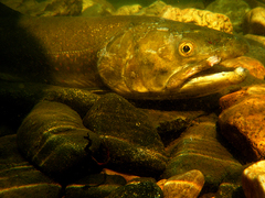 Salvelinus confluentus