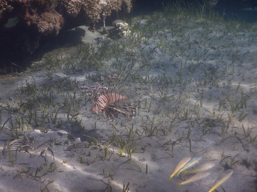 Indian Lionfish — seen at this dive site